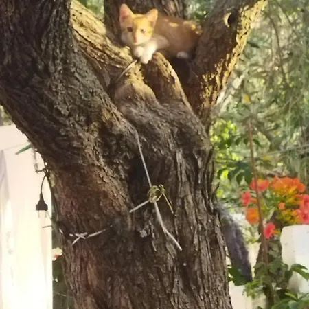 Koula 2 - Korina Lejlighed *